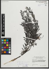 Foto von Salix repens subsp. incubacea (L.) A. Neumann